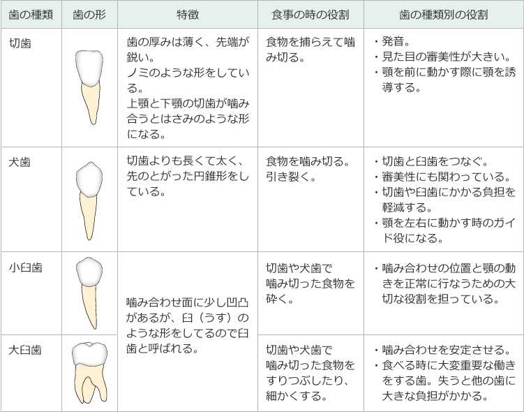 歯の形と役割の表