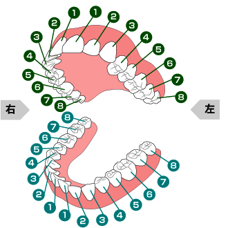 歯の本数