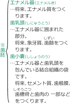 歯胚を構成している組織の説明文