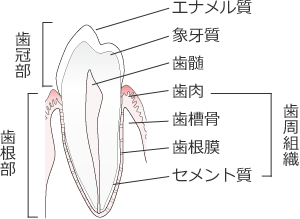 歯の構造図