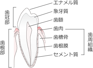 歯の構造図