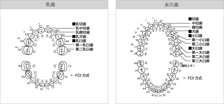 乳歯と永久歯の歯の図