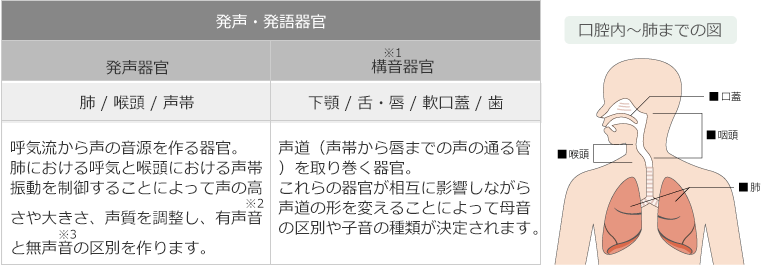 
発声・発語器官の説明と口腔内～肺までの図

（図表左側）発声・発語器官
 発声器官
   肺 / 喉頭 / 声帯
   呼気流から声の音源を作る器官。
   肺における呼気と喉頭における声帯振動を制御することによって声の高さや大きさ、声質を調整し、有声音    と無声音の区別を作ります。
 構音器官 ※1
   下顎 / 舌・唇 / 軟口蓋 / 歯
   声道（声帯から唇までの声の通る管）を取り巻く器官。
   これらの器官が相互に影響しながら声道の形を変えることによって母音の区別や子音の種類が決定されます

（図表右側）口腔内～肺までの図
　口蓋/咽頭/喉頭/肺