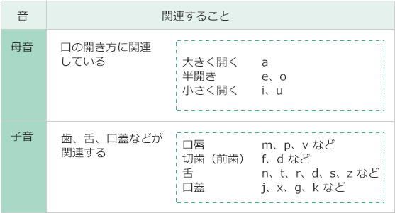 音 / 関連すること
母音 / 口の開き方に関連している
大きく開く a
半開き e、o
小さく開く i、u
子音 / 歯、舌、口蓋などが関連する
口唇 m、p、v など
切歯(前歯) f、d など
舌 n、t、r、d、s、z など
口蓋 j、x、g、k など