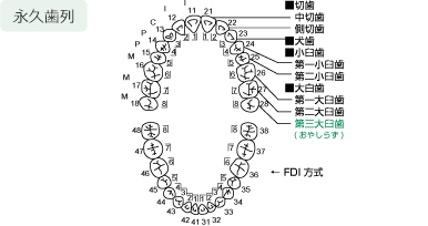 図：永久歯列