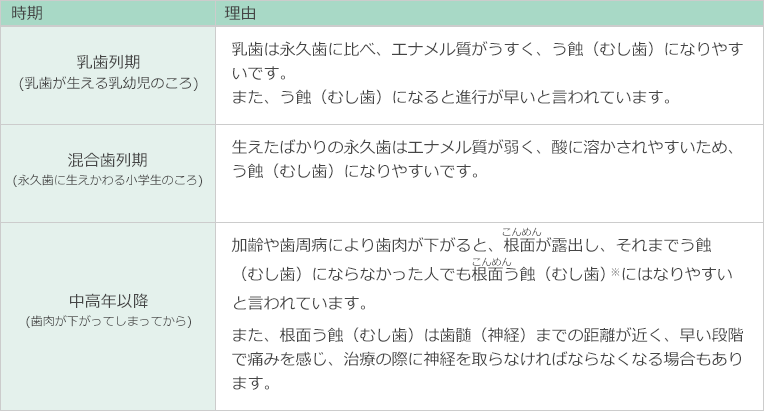 時期/理由
▼乳歯列期(乳歯が生える乳幼児のころ)
乳歯は永久歯に比べ、エナメル質がうすく、う蝕（むし歯）になりやすいです。
また、う蝕（むし歯）になると進行が早いと言われています。


▼混合歯列期(永久歯に生えかわる小学生のころ)
生えたばかりの永久歯はエナメル質が弱く、酸に溶かされやすいため、う蝕（むし歯）になりやすいです。

▼中高年以降(歯肉が下がってしまってから)
加齢や歯周病により歯肉が下がると、根面（こんめん）が露出し、それまでう蝕（むし歯）にならなかった人でも根面う蝕（むし歯） にはなりやすいと言われています。
また、根面う蝕（むし歯）は歯髄（神経）までの距離が近く、早い段階で痛みを感じ、治療の際に神経を取らなければならなくなる場合もあります。