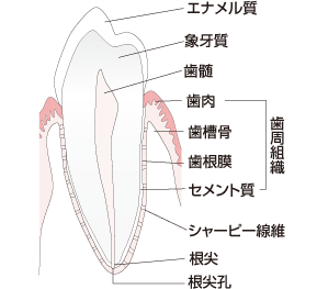 歯の断面図